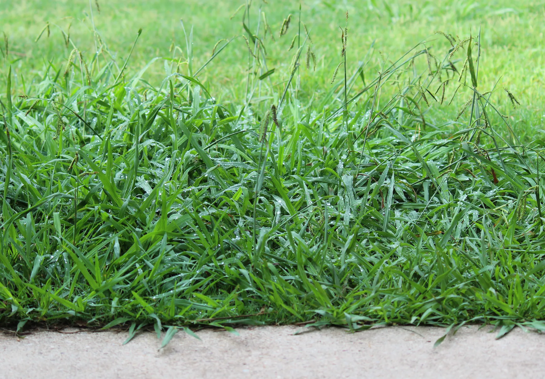 Weed Control